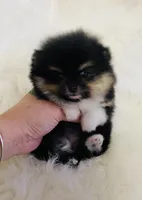 Diego, a male Pomeranian for sale in Phoenix, AZ – Photo 9 of 10