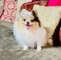 Diego, a male Pomeranian for sale in Phoenix, AZ – Photo 10 of 10