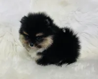 Diego, a male Pomeranian for sale in Phoenix, AZ – Photo 4 of 10