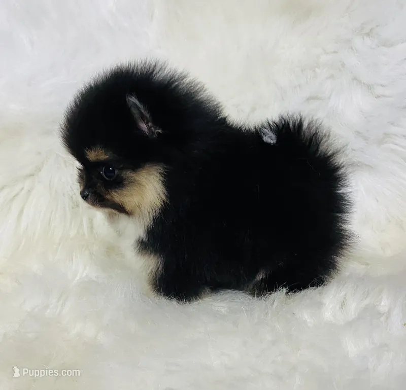 Diego – Pomeranian puppy for sale in Phoenix, AZ