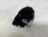 Diego, a male Pomeranian for sale in Phoenix, AZ – Photo 8 of 10