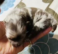 Mason, a male Pomeranian for sale in Phoenix, AZ – 6 of 8