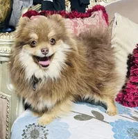 Brooklyn , a  Pomeranian for sale in Phoenix, AZ – 6 of 7