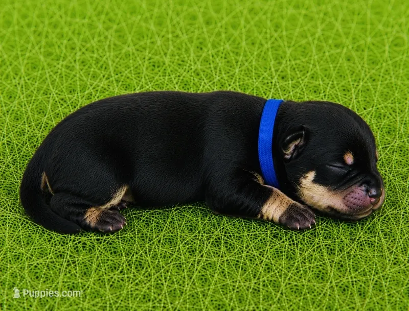 Willows boy – Pomeranian puppy for sale in Phoenix, AZ