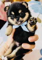 Ruger, a male Pomeranian for sale in Phoenix, AZ – 5 of 10