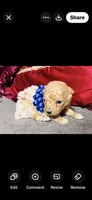 Theodore , a male Poodle - Toy  for sale in Phoenix, AZ – 2 of 9