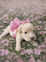 Pink , a female Poodle - Toy  for sale in Phoenix, AZ – Photo 2 of 3