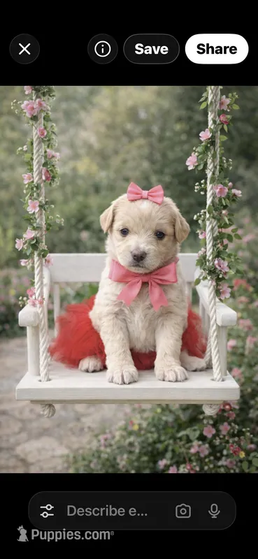 Pink  – Poodle - Toy  puppy for sale in Phoenix, AZ