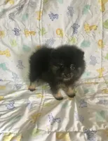 Diego, a male Pomeranian for sale in Phoenix, AZ – 5 of 10