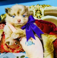 Mason, a male Pomeranian for sale in Phoenix, AZ – 6 of 10