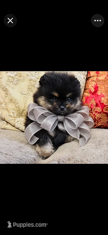 Pandas Boy2 Grey – Pomeranian puppy for sale in Phoenix, AZ