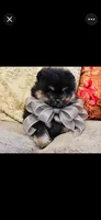 Pandas Boy2 Grey, a male Pomeranian for sale in Phoenix, AZ – 1 of 7