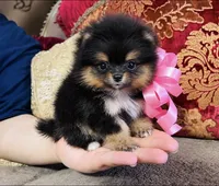 Tiny Pandas girl pink, a female Pomeranian for sale in Phoenix, AZ – 3 of 10