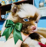 Cassius, a male Pomeranian for sale in Phoenix, AZ – 6 of 10