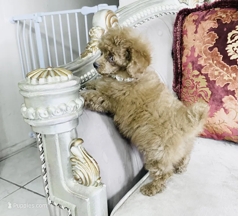 Red Benson – Poodle - Toy  puppy for sale in Phoenix, AZ