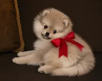 Lily, a female Pomeranian for sale in Phoenix, AZ – 6 of 10
