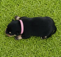 Pandas girl pink, a female Pomeranian for sale in Phoenix, AZ – 6 of 8