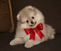 Lily, a female Pomeranian for sale in Phoenix, AZ – 8 of 10