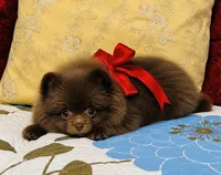 Jasmine , a female Pomeranian for sale in Phoenix, AZ – 8 of 10