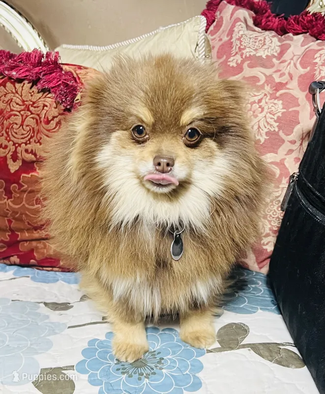 Brooklyn  – Pomeranian puppy for sale in Phoenix, AZ