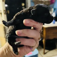 Troy, a male Poodle - Toy  for sale in Phoenix, AZ – Photo 4 of 10