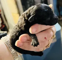 Troy, a male Poodle - Toy  for sale in Phoenix, AZ – Photo 6 of 10