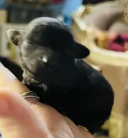 Troy, a male Poodle - Toy  for sale in Phoenix, AZ – Photo 2 of 10