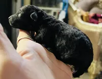 Troy, a male Poodle - Toy  for sale in Phoenix, AZ – Photo 5 of 10