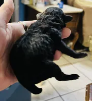 Troy, a male Poodle - Toy  for sale in Phoenix, AZ – Photo 3 of 10