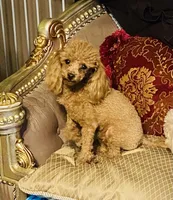 Troy, a male Poodle - Toy  for sale in Phoenix, AZ – Photo 9 of 10