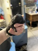 Troy, a male Poodle - Toy  for sale in Phoenix, AZ – Photo 8 of 10