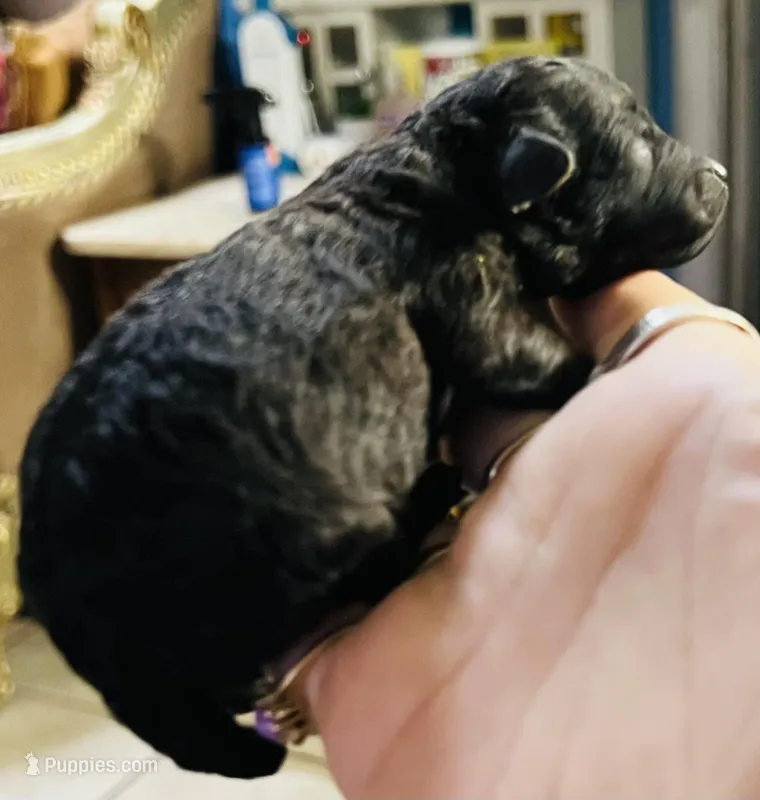 Troy – Poodle - Toy  puppy for sale in Phoenix, AZ