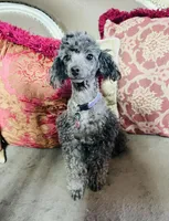 Troy, a male Poodle - Toy  for sale in Phoenix, AZ – Photo 10 of 10