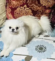 Brooklyn , a  Pomeranian for sale in Phoenix, AZ – 7 of 7