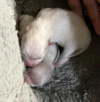 Stormy, a male Pomeranian for sale in Phoenix, AZ – Photo 3 of 5