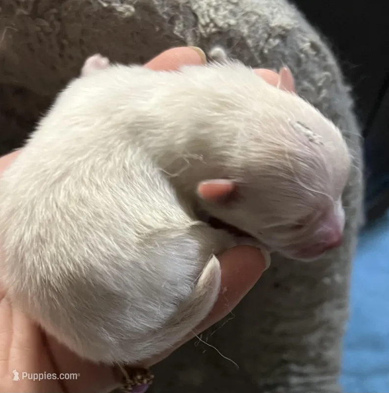 Stormy – Pomeranian puppy for sale in Phoenix, AZ