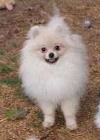 Stormy, a male Pomeranian for sale in Phoenix, AZ – Photo 4 of 5