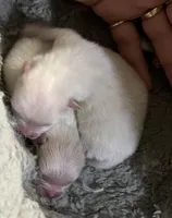 Stormy, a male Pomeranian for sale in Phoenix, AZ – Photo 2 of 5