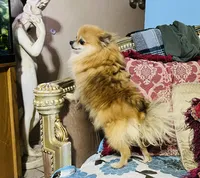 Gumdrop, a female Pomeranian for sale in Phoenix, AZ – 7 of 7