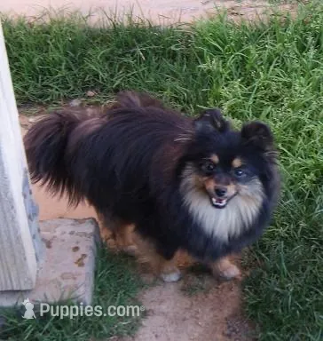 Willow – Pomeranian puppy for sale in Phoenix, AZ