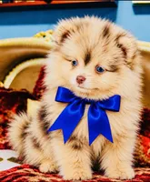 Mason, a male Pomeranian for sale in Phoenix, AZ – 3 of 8