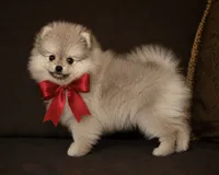Lily, a female Pomeranian for sale in Phoenix, AZ – 5 of 10