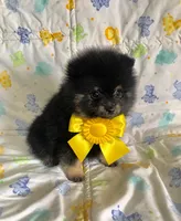 Diego, a male Pomeranian for sale in Phoenix, AZ – 5 of 8