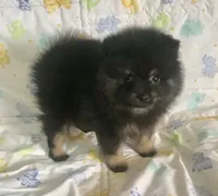 Diego, a male Pomeranian for sale in Phoenix, AZ – 6 of 10