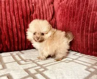 Butterscotch , a male Pomeranian for sale in Phoenix, AZ – 5 of 10