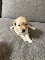 Red, a female Poodle - Toy  for sale in Phoenix, AZ – Photo 3 of 4