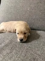 Red, a female Poodle - Toy  for sale in Phoenix, AZ – Photo 4 of 4