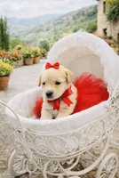 Red, a female Poodle - Toy  for sale in Phoenix, AZ – Photo 2 of 4