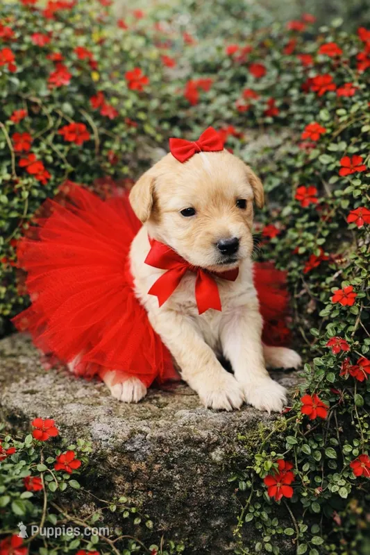 Red – Poodle - Toy  puppy for sale in Phoenix, AZ