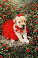 Red, a female Poodle - Toy  for sale in Phoenix, AZ – Photo 1 of 4